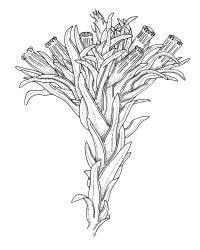 Orthotrichum sainsburyi, habit with capsules, moist.
 Image: R.C. Wagstaff © All rights reserved. Redrawn with permission from Lewinsky (1984). 
